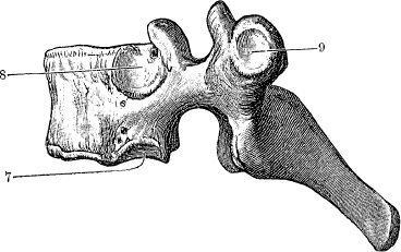 Иллюстрация к книге — Модицина. Encyclopedia Pathologica [_52.jpg]
