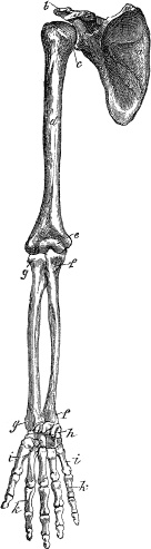 Иллюстрация к книге — Модицина. Encyclopedia Pathologica [_6.jpg]
