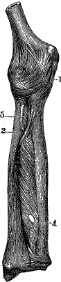 Иллюстрация к книге — Модицина. Encyclopedia Pathologica [_61.jpg]