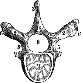 Иллюстрация к книге — Модицина. Encyclopedia Pathologica [_63.jpg]