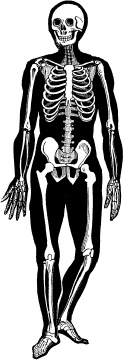 Иллюстрация к книге — Модицина. Encyclopedia Pathologica [_68.jpg]