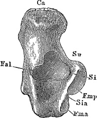 Иллюстрация к книге — Модицина. Encyclopedia Pathologica [_69.jpg]