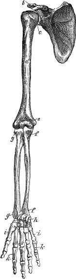 Иллюстрация к книге — Модицина. Encyclopedia Pathologica [_73.jpg]