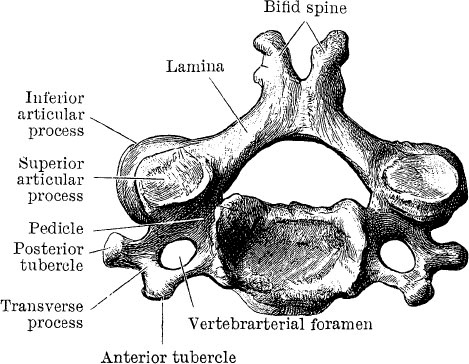 Иллюстрация к книге — Модицина. Encyclopedia Pathologica [_74.jpg]
