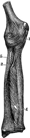 Иллюстрация к книге — Модицина. Encyclopedia Pathologica [_75.jpg]