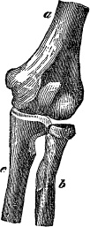Иллюстрация к книге — Модицина. Encyclopedia Pathologica [_76.jpg]