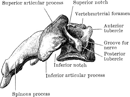 Иллюстрация к книге — Модицина. Encyclopedia Pathologica [_77.jpg]