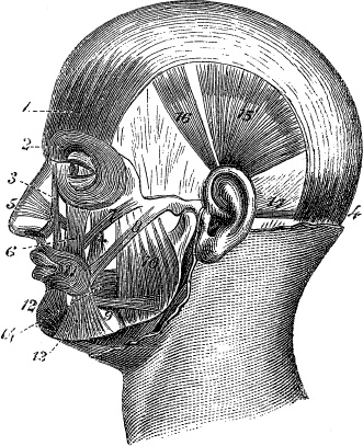Иллюстрация к книге — Модицина. Encyclopedia Pathologica [_78.jpg]