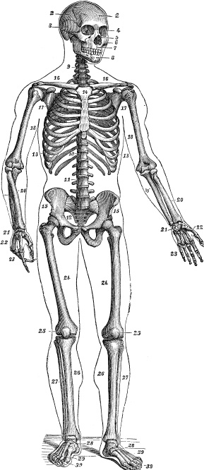 Иллюстрация к книге — Модицина. Encyclopedia Pathologica [_8.jpg]