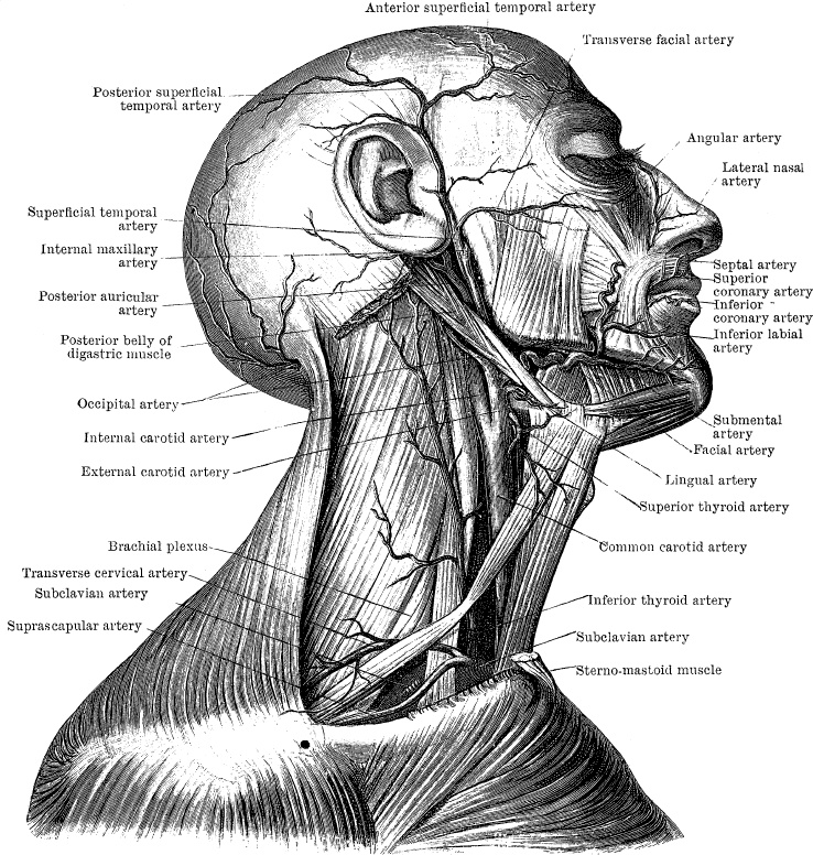 Иллюстрация к книге — Модицина. Encyclopedia Pathologica [_86.jpg]