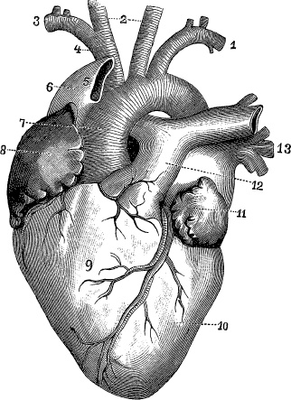 Иллюстрация к книге — Модицина. Encyclopedia Pathologica [_89.jpg]