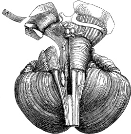 Иллюстрация к книге — Модицина. Encyclopedia Pathologica [_90.jpg]