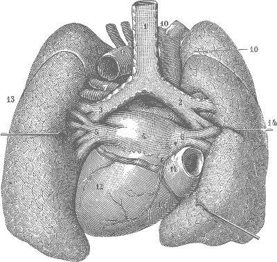 Иллюстрация к книге — Модицина. Encyclopedia Pathologica [_93.jpg]