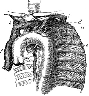 Иллюстрация к книге — Модицина. Encyclopedia Pathologica [_95.jpg]