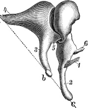 Иллюстрация к книге — Модицина. Encyclopedia Pathologica [_96.jpg]