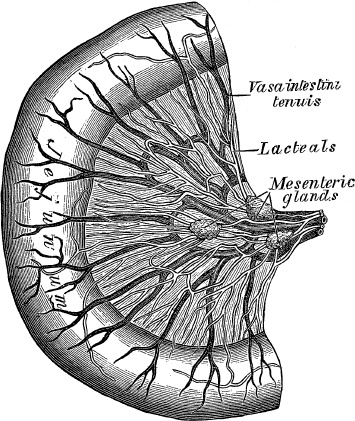 Иллюстрация к книге — Модицина. Encyclopedia Pathologica [_99.jpg]