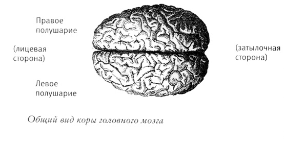Иллюстрация к книге — Мой инсульт был мне наукой. История собственной болезни, рассказанная нейробиологом [_102991.jpg]