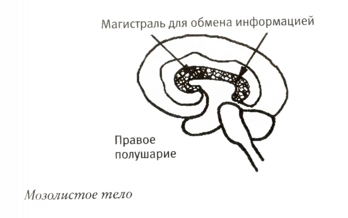 Иллюстрация к книге — Мой инсульт был мне наукой. История собственной болезни, рассказанная нейробиологом [_102995.jpg]