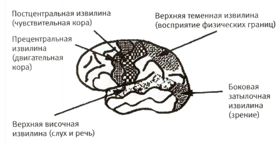 Иллюстрация к книге — Мой инсульт был мне наукой. История собственной болезни, рассказанная нейробиологом [_103002.jpg]