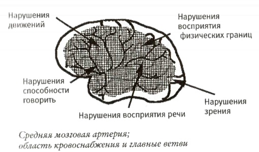 Иллюстрация к книге — Мой инсульт был мне наукой. История собственной болезни, рассказанная нейробиологом [_103005.jpg]