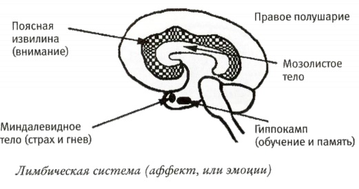 Иллюстрация к книге — Мой инсульт был мне наукой. История собственной болезни, рассказанная нейробиологом [_103006.jpg]