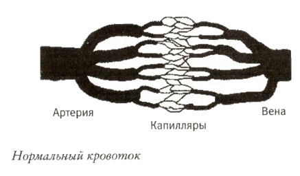 Иллюстрация к книге — Мой инсульт был мне наукой. История собственной болезни, рассказанная нейробиологом [_103013.jpg]
