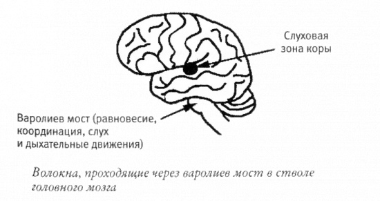Иллюстрация к книге — Мой инсульт был мне наукой. История собственной болезни, рассказанная нейробиологом [_121263.jpg]