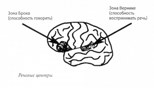 Иллюстрация к книге — Мой инсульт был мне наукой. История собственной болезни, рассказанная нейробиологом [_121278.jpg]