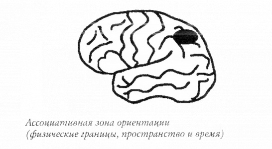 Иллюстрация к книге — Мой инсульт был мне наукой. История собственной болезни, рассказанная нейробиологом [_121290.jpg]