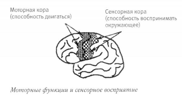Иллюстрация к книге — Мой инсульт был мне наукой. История собственной болезни, рассказанная нейробиологом [_121304.jpg]