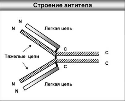 Иллюстрация к книге — Имя ему СПИД. Четвертый всадник Апокалипсиса [i_002.jpg]