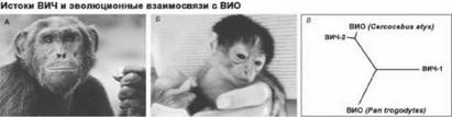 Иллюстрация к книге — Имя ему СПИД. Четвертый всадник Апокалипсиса [i_027.jpg]