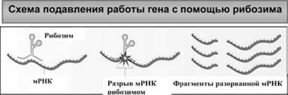 Иллюстрация к книге — Имя ему СПИД. Четвертый всадник Апокалипсиса [i_048.jpg]