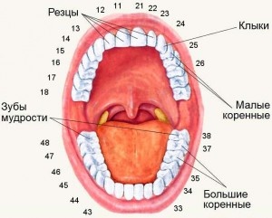 Иллюстрация к книге — Забыть стоматологов. Диеты. Симперцептинг [_0.jpg]