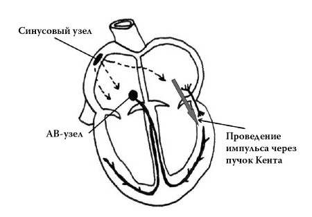 Иллюстрация к книге — Полный курс медицинской грамотности [i_037.jpg]