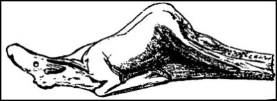 Иллюстрация к книге — Гибель богов в эпоху Огня и Камня [i_029.jpg]