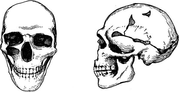 Иллюстрация к книге — Расы Европы [_21.jpg]