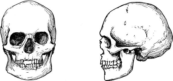 Иллюстрация к книге — Расы Европы [_23.jpg]