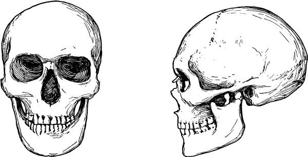 Иллюстрация к книге — Расы Европы [_27.jpg]