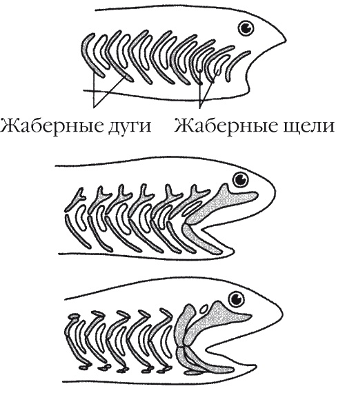 Иллюстрация к книге — Странности нашей эволюции [i_007.jpg]