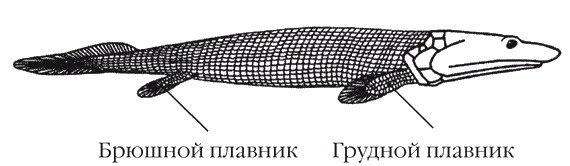 Иллюстрация к книге — Странности нашей эволюции [i_008.jpg]