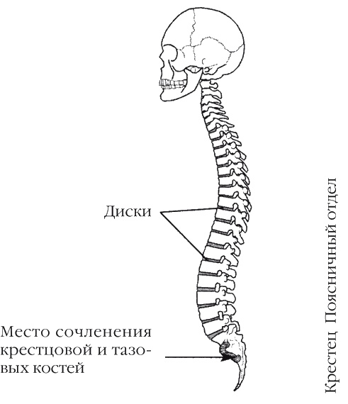 Иллюстрация к книге — Странности нашей эволюции [i_018.jpg]