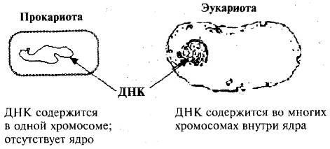 Иллюстрация к книге — Пять нерешенных проблем науки [i_0231.jpg]