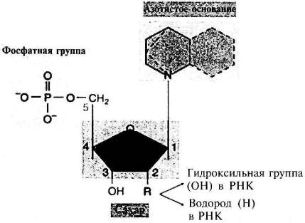 Иллюстрация к книге — Пять нерешенных проблем науки [i_026.jpg]