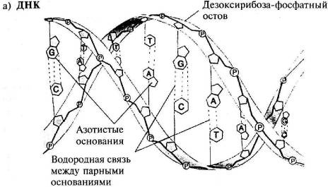 Иллюстрация к книге — Пять нерешенных проблем науки [i_027.jpg]
