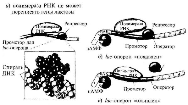 Иллюстрация к книге — Пять нерешенных проблем науки [i_039.jpg]