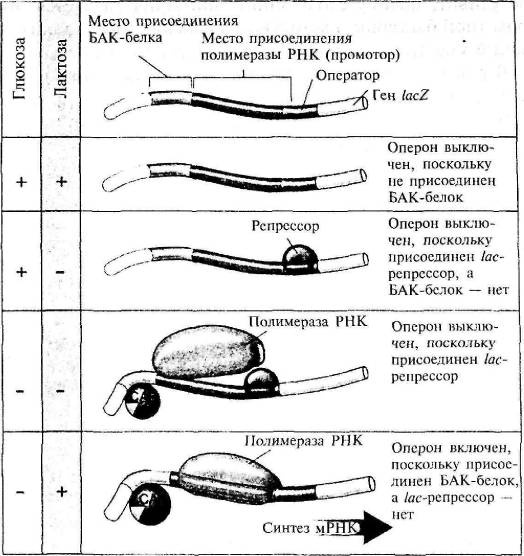 Иллюстрация к книге — Пять нерешенных проблем науки [i_041.jpg]