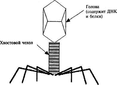 Иллюстрация к книге — Пять нерешенных проблем науки [i_047.jpg]