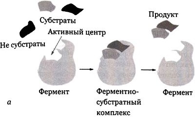 Иллюстрация к книге — Эволюция Вселенной и происхождение жизни [img7e77.jpg]