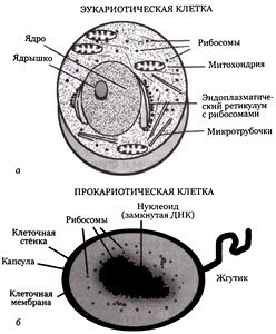 Иллюстрация к книге — Эволюция Вселенной и происхождение жизни [imga288.jpg]
